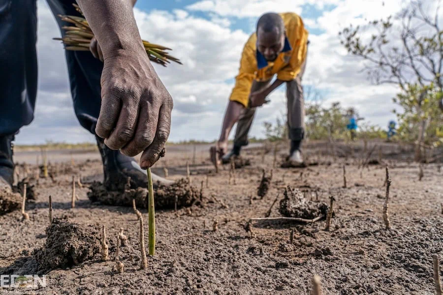 Close-up of hands planting tree seedlings in dry soil, showing detailed planting technique