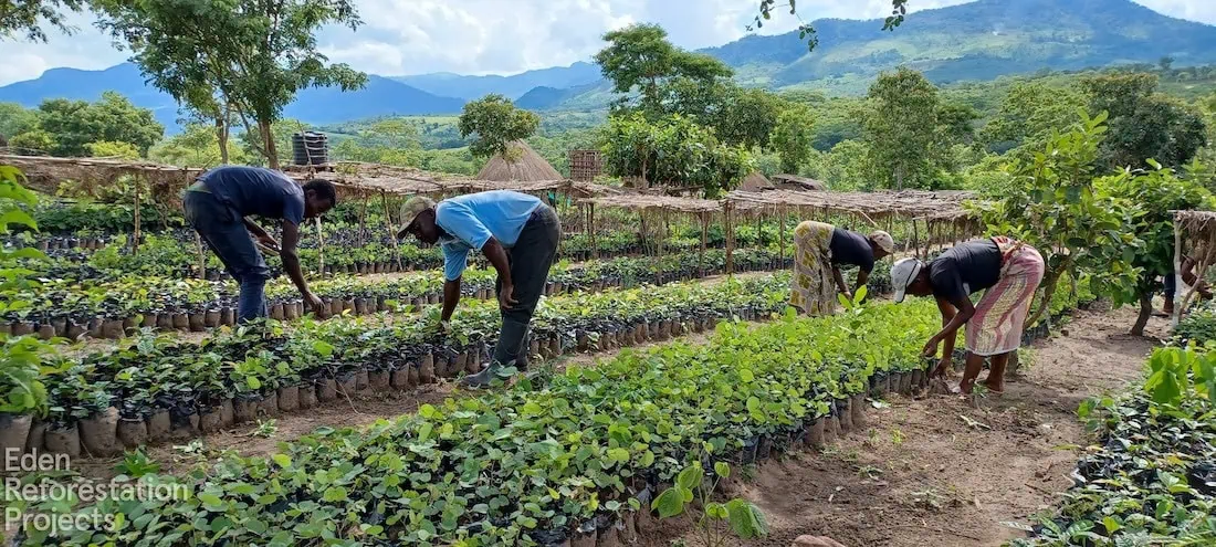 Workers tending to rows of tree seedlings in nursery beds with mountains in background at Eden Reforestation Projects site