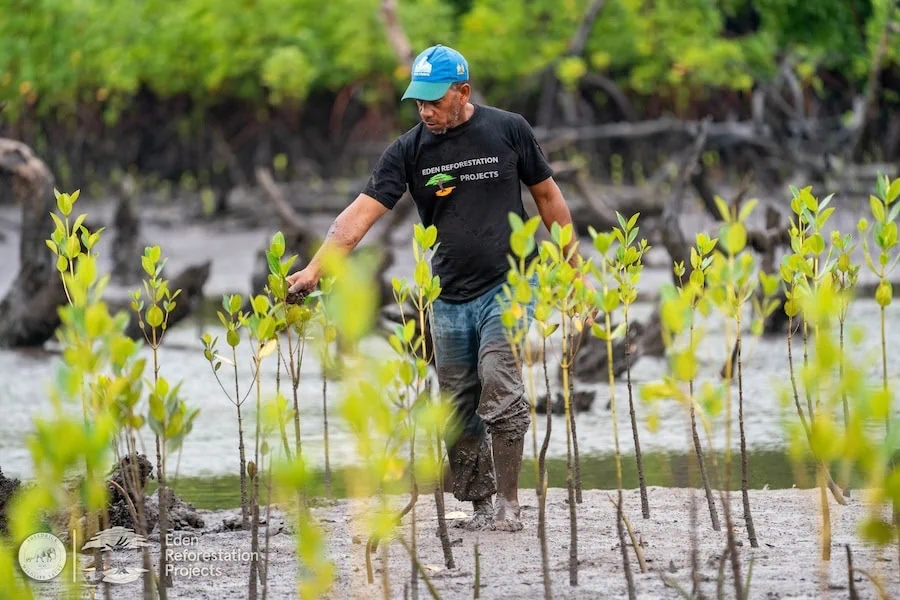 Project worker wading through mangrove restoration site checking young mangrove plants