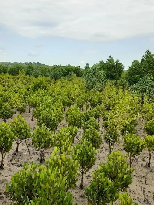 Dense rows of young mangrove saplings growing in sandy soil with established forest in background