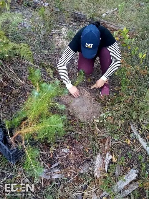 Person wearing striped sleeves and cap planting pine seedling in forest restoration area
