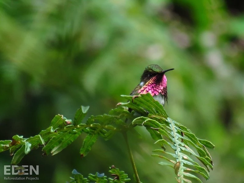 Hummingbird with iridescent pink throat perched on fern leaf in restored forest area