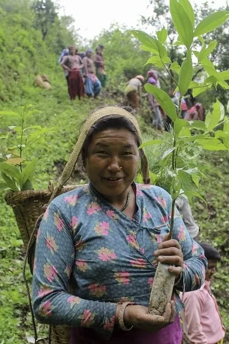Tree planting participant holding sapling for reforestation with group working in background