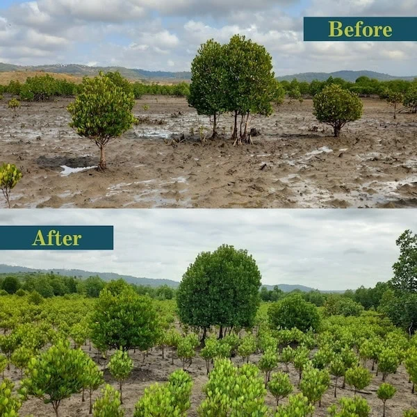 Before and after comparison of mangrove restoration site showing dramatic forest recovery
